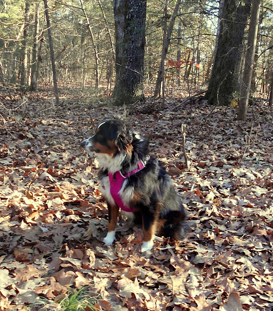 Raising a Mini Aussie Ruffwear Front Range Harness Review