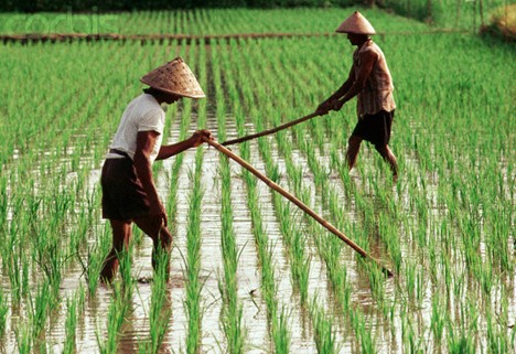 Gambar Petani di Sawah
