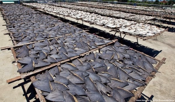 Domain Jelek Ikan Hiu Predator Yang Terancam Punah