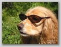 Funny Dog Pictures