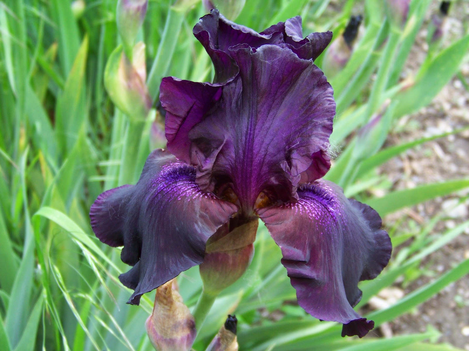 clifton 7 black iris