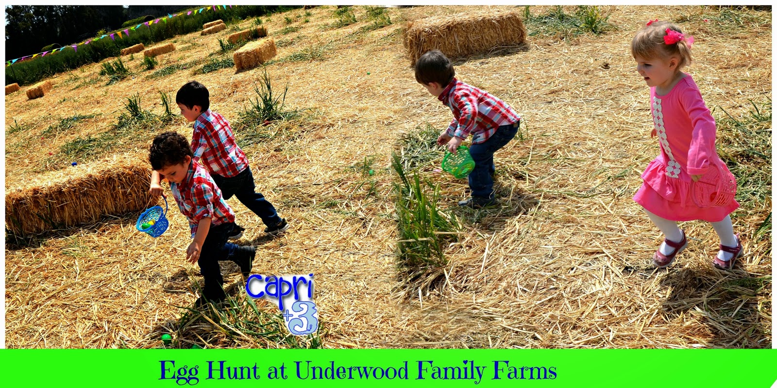 Capri + 3 Easter Egg Hunt on the Farm