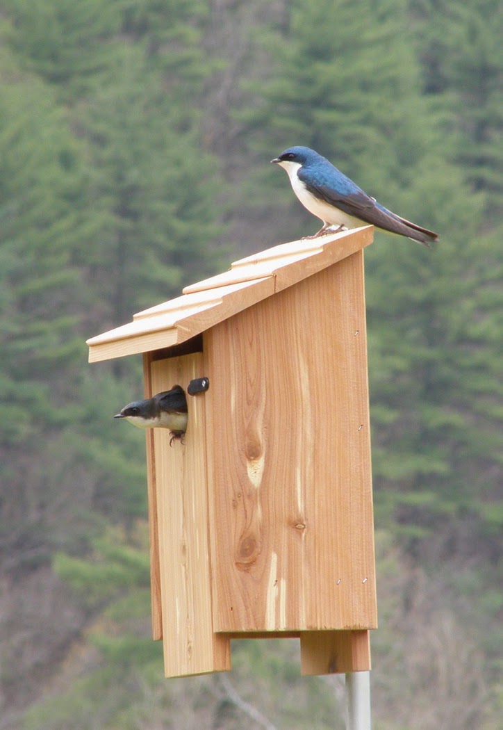 Our Barn Swallow Friends A Bluebird Nest Box The Tenants Arrive!
