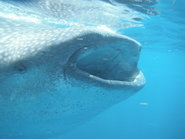 Whale Sharks!!