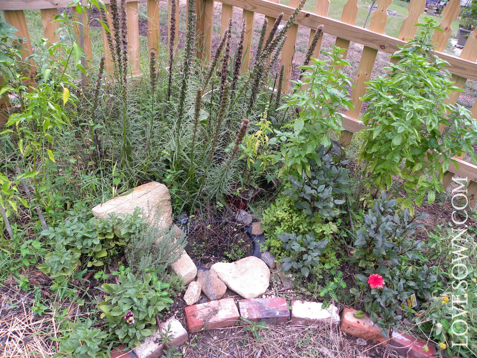 Bee and Butterfly Garden Revamp - Love Sown