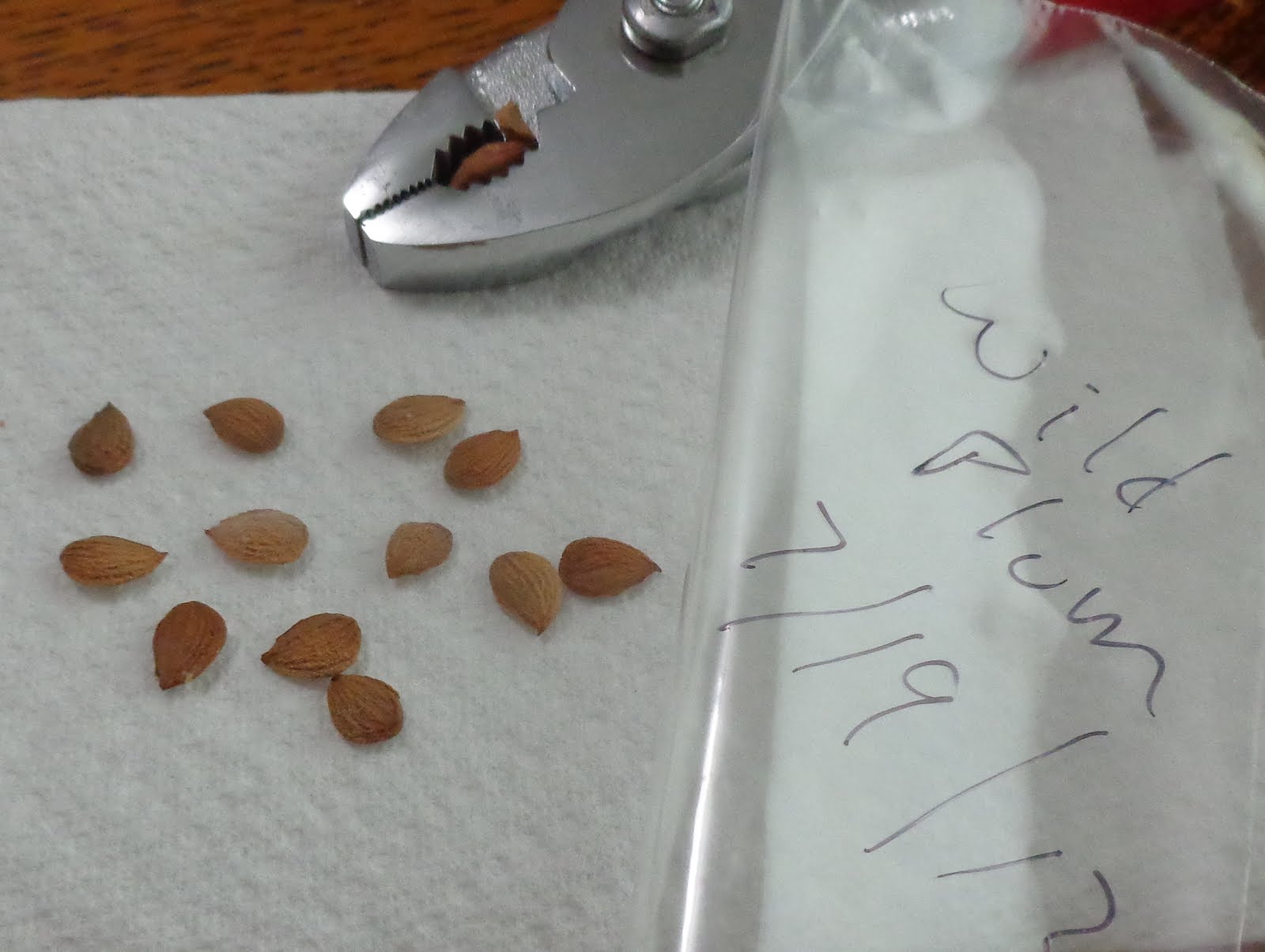 Growing Greener in the Pacific Northwest Wild Cherry and Wild Plum seeds