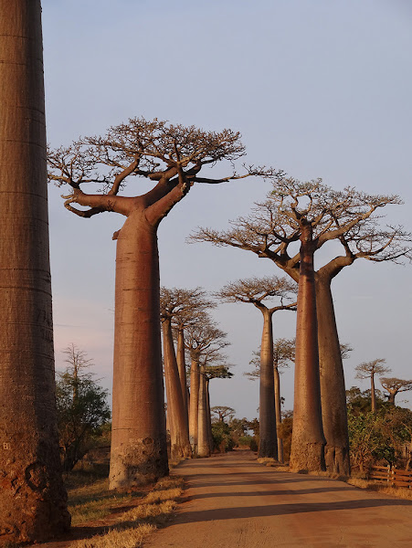 Adansonia grandidieri