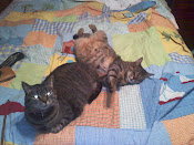 My cats