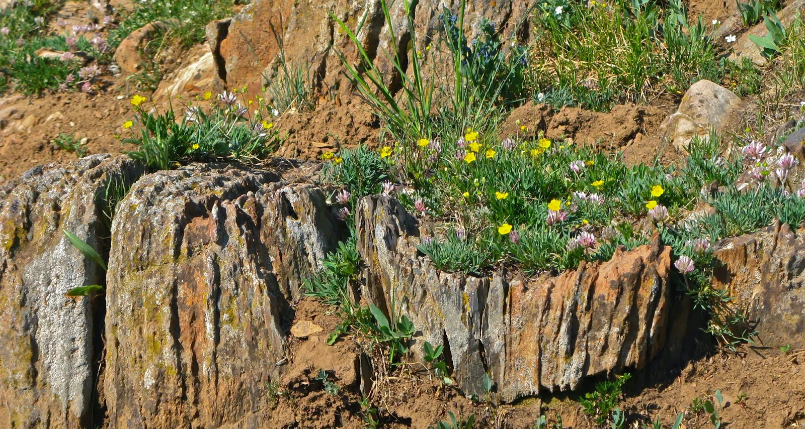 In the Company of Plants and Rocks AW 63 Plants and
