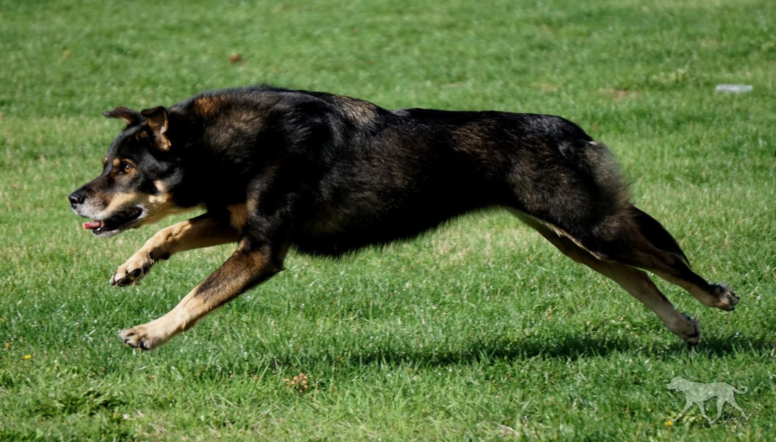 Life with Seppel I shaved my double coated dog!!!!