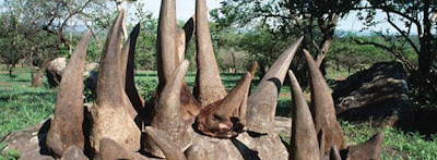 Vietnamita detido com cornos de rinoceronte Vietnamita detido com cornos de rinoceronte