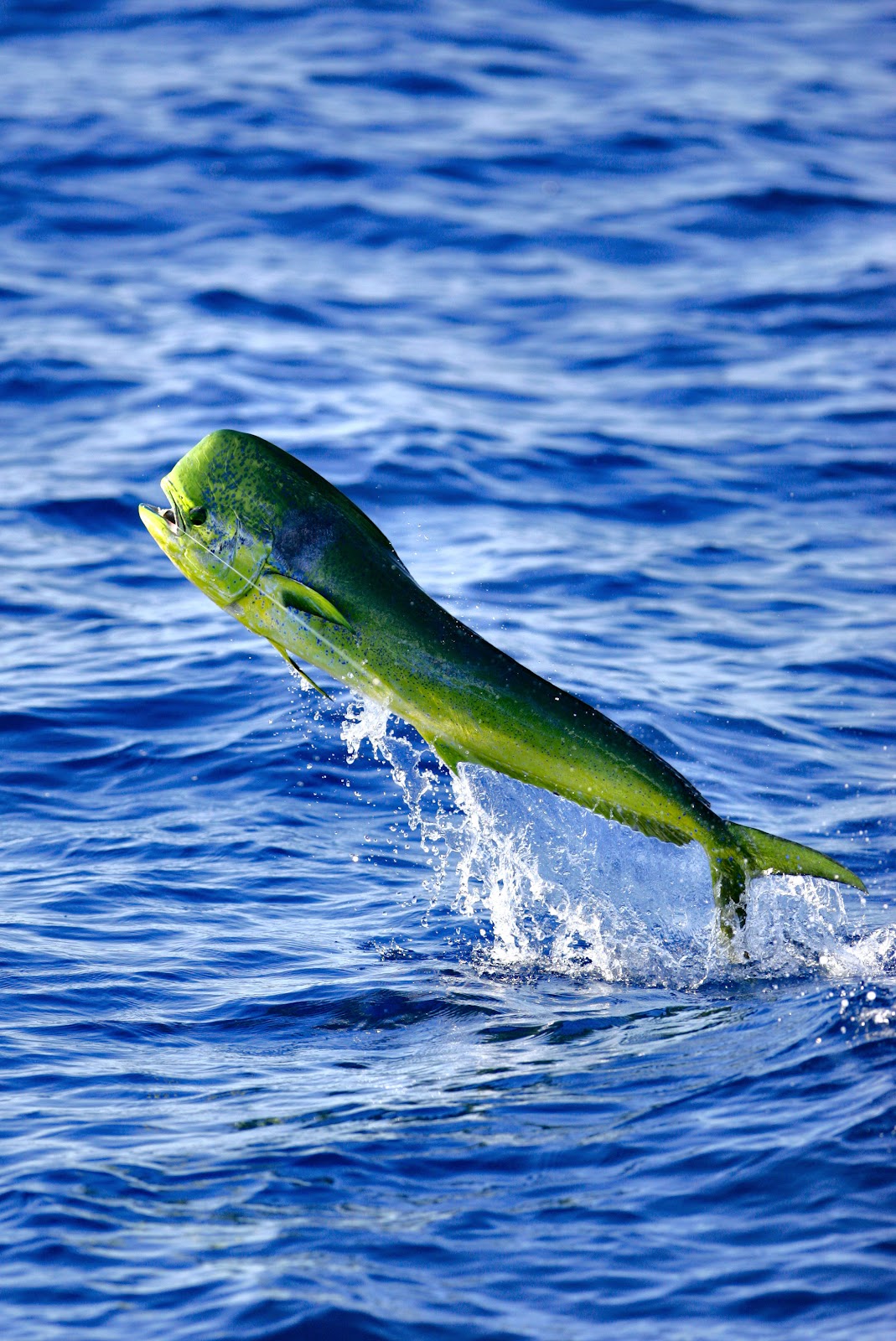 Fish Identification dolphinfish/lampuga/lampuka