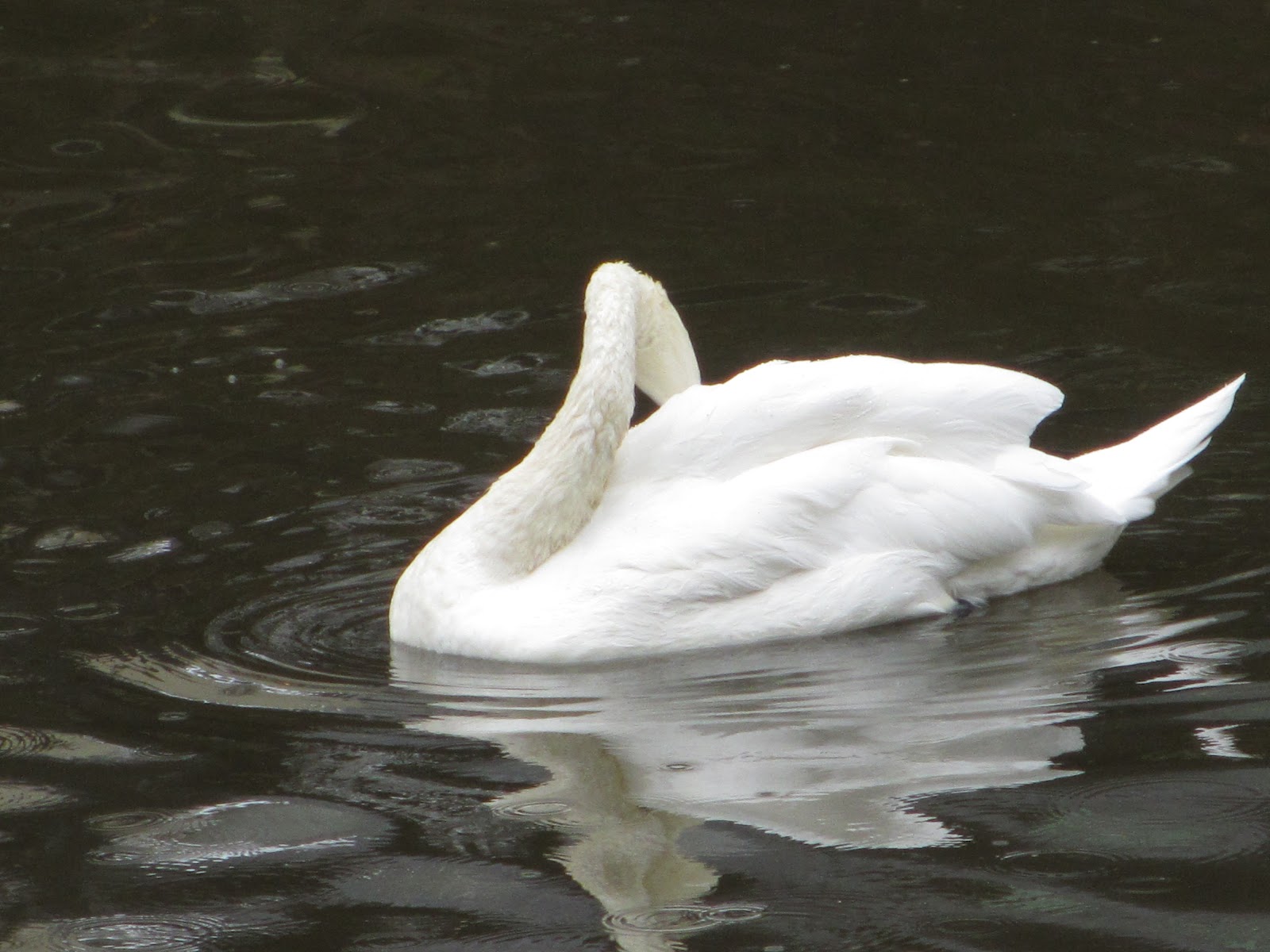 Cannundrums Mute Swan