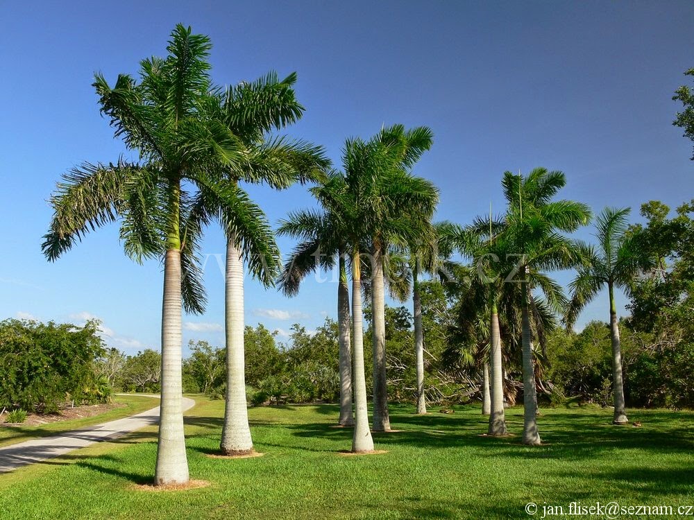 Royal Palm, ROYSTONEA REGIA