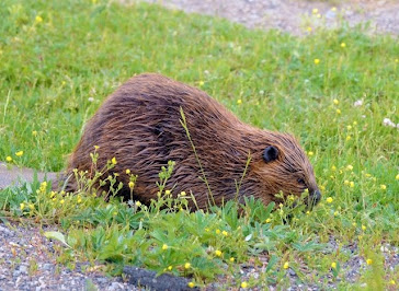 Beaver 193