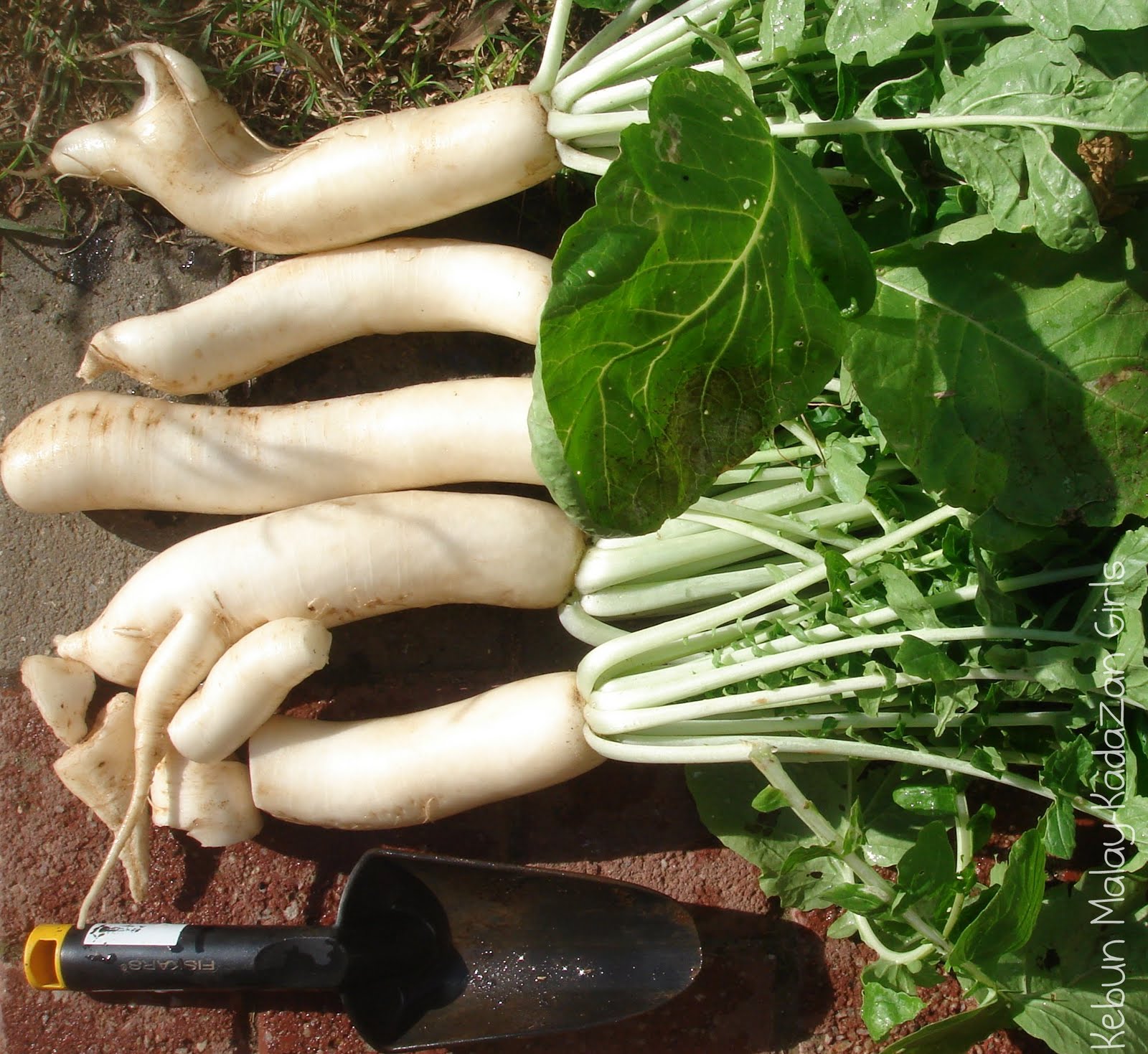 Kebun MalayKadazan girls Japanese Radish Cake
