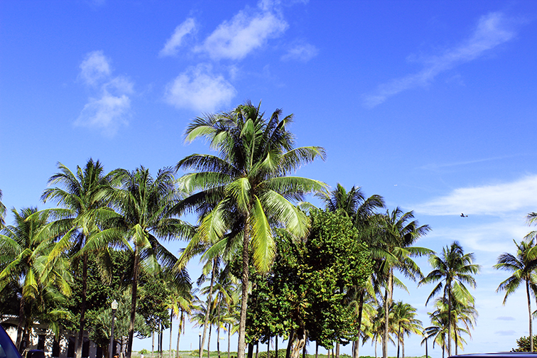 Miami Beach palm trees, Florida sunshine
