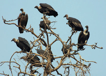 vultures-2.jpg