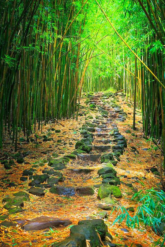 Bamboo forest, Haleakala National Park in Maui, Hawaii, USA Shah