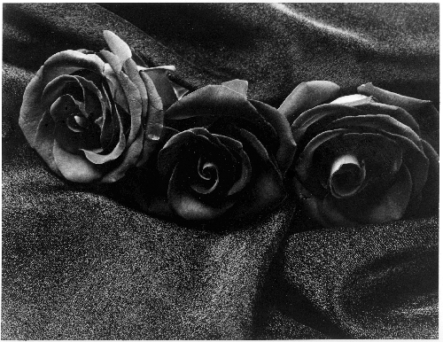 ورود جميلة باللون الأسود , ورود سمراء Black_roses