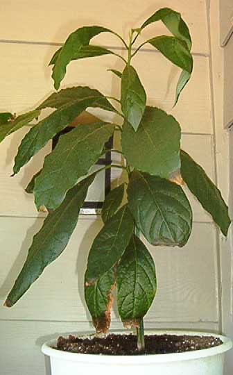 Plant an Avocado Tree