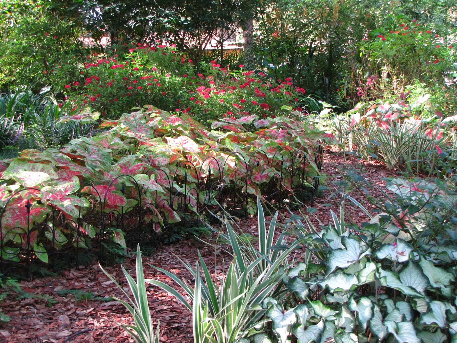 Hoe and Shovel The Stars of Summer