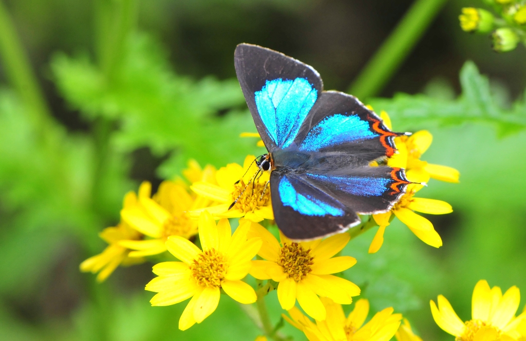 Bird Watching in Japan & Asia Butterflies in Bhutan, August 2011