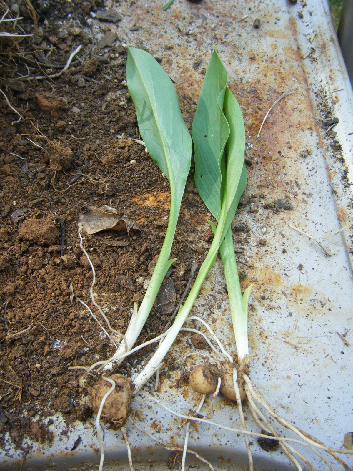 Red Dirt Memories How to Divide & Pot Calla Lilies & Other Rhizome Plants