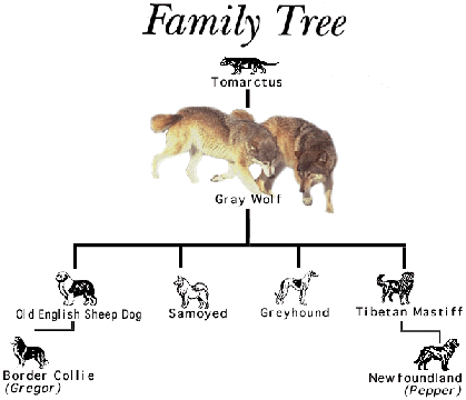 Canis familiaris (viejo pastor inglés) - 13044 - Biodiversidad Virtual /  Mamíferos