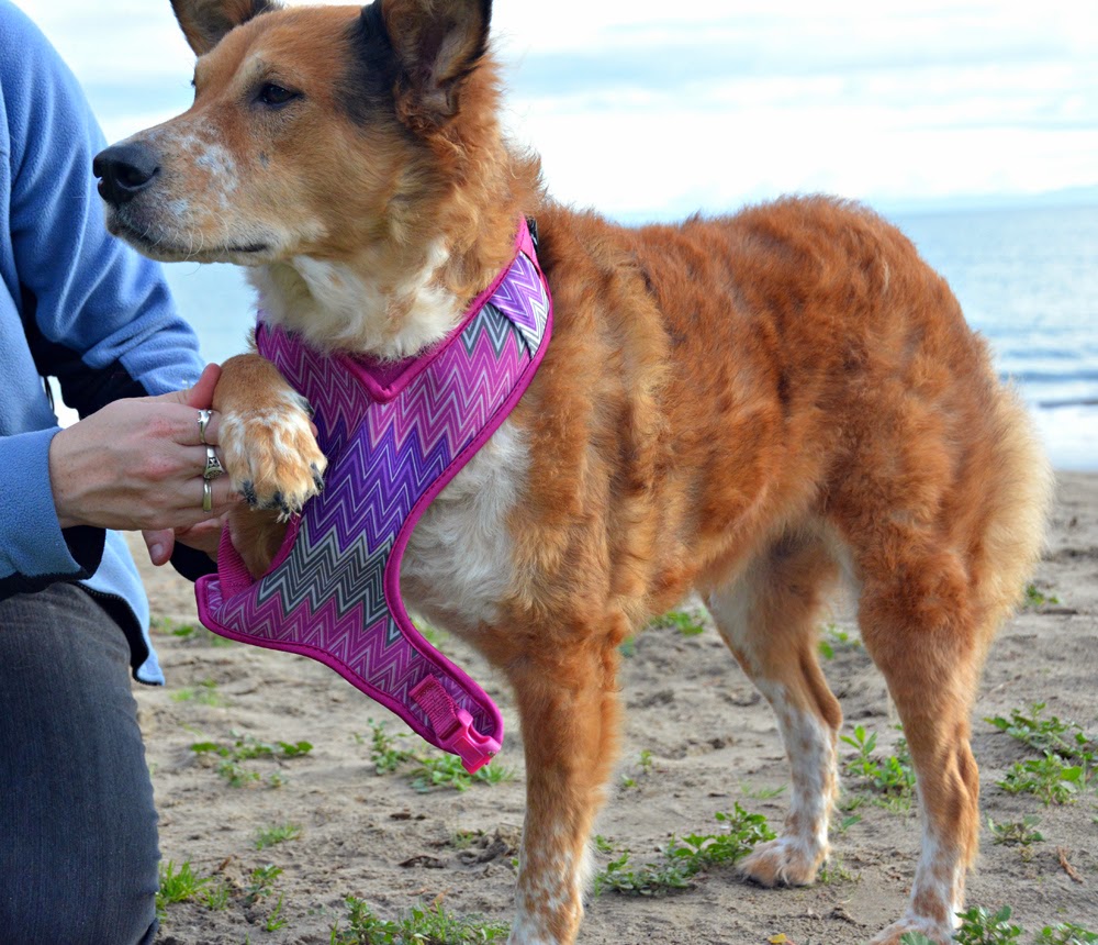 The Dog Geek How to Put on a Petco Mesh Harness