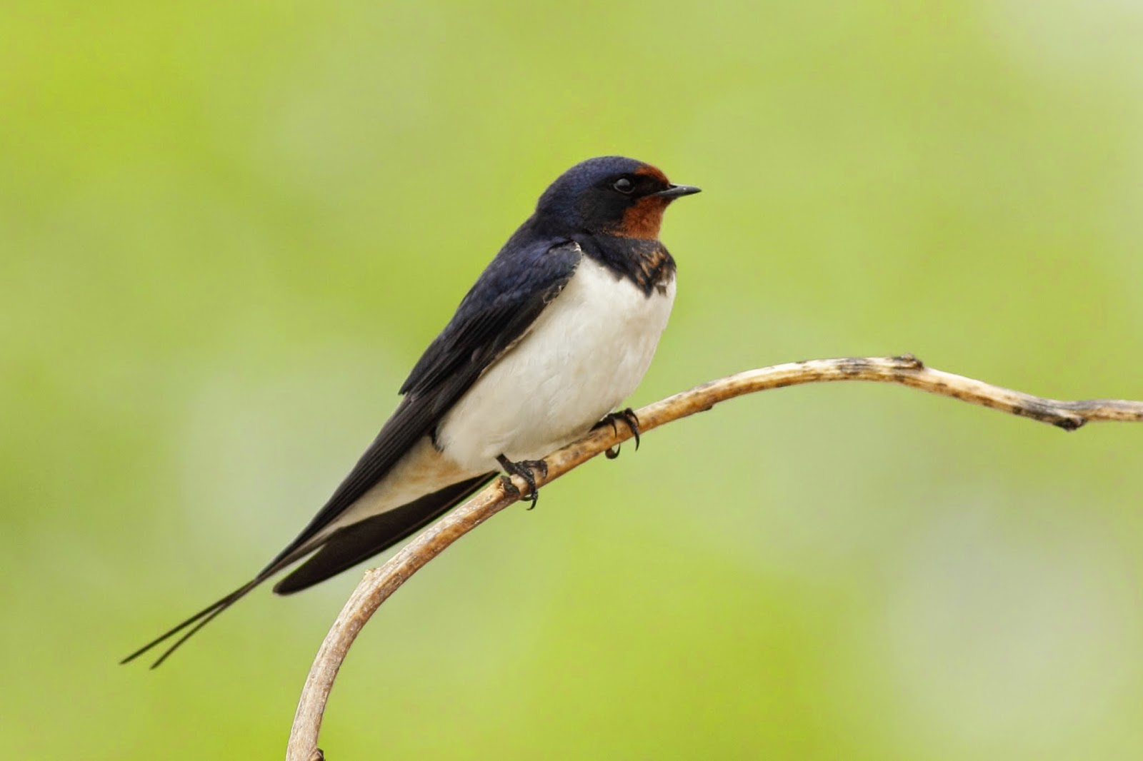 Barn Swallow photography bird photography in Bulgaria
