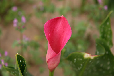 Calla Neon Amour