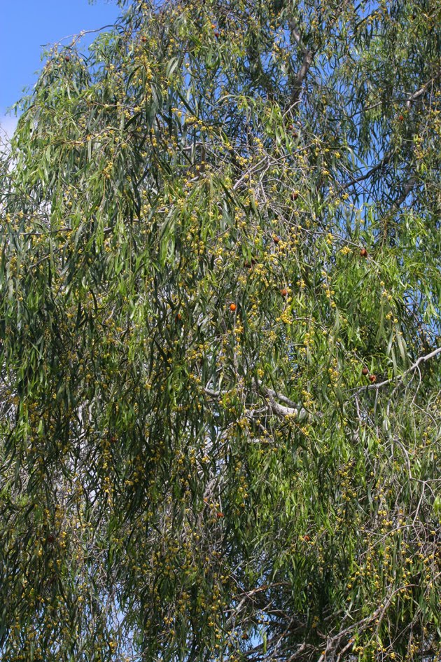 Toowoomba Plants Gumbi Gumbi