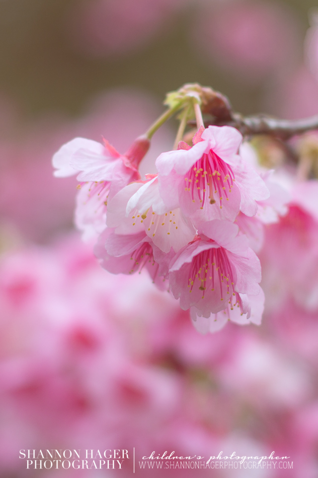 Cherry Blossoms in Okinawa by Shannon Hager Photography, Portland Photographer