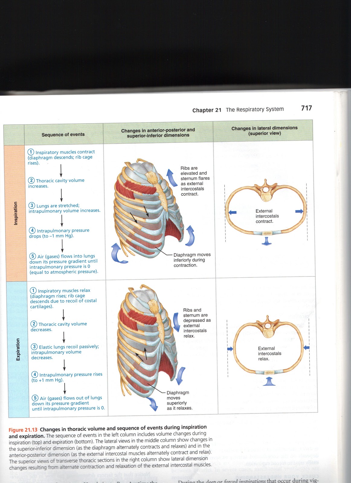 Diaphragm During Inspiration