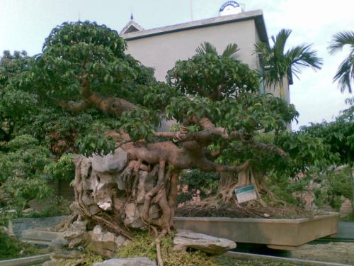 Cach+Tao+Chu+Ky+DEP Cach Tao Chu Ky DEP http://kythuatnuoitrong.com/cach-tao-dang-cay-sanh ...