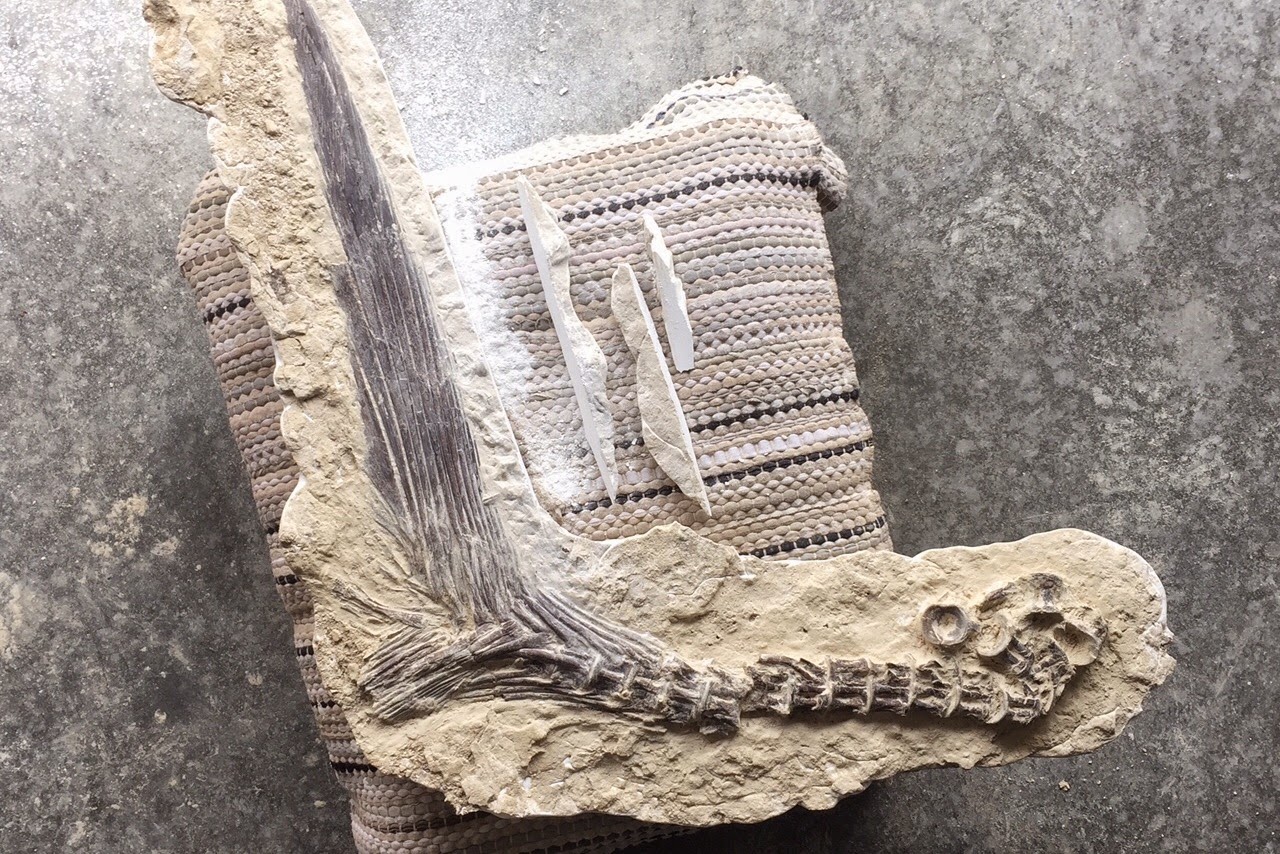 Kansas Fossil Hunter Prep of a Large Fish Tail