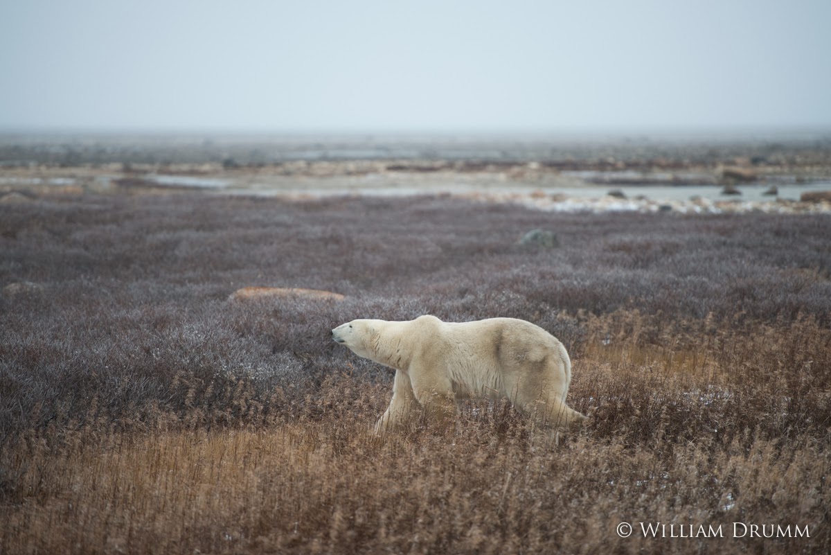 The BilLog Dark Harbour, Grand Manan Island