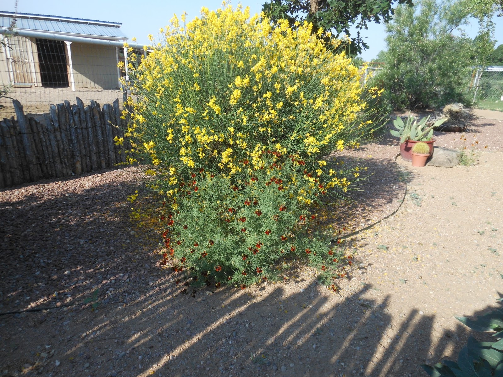 Broom Jin Que Hua White Rabbit Institute Of Healing
