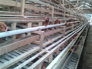 Budidaya Ayam Petelur: Kandang Ayam Petelur Murah Berkualitas