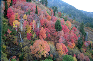 fall colors, Utah, Ogden, family history, genealogy 