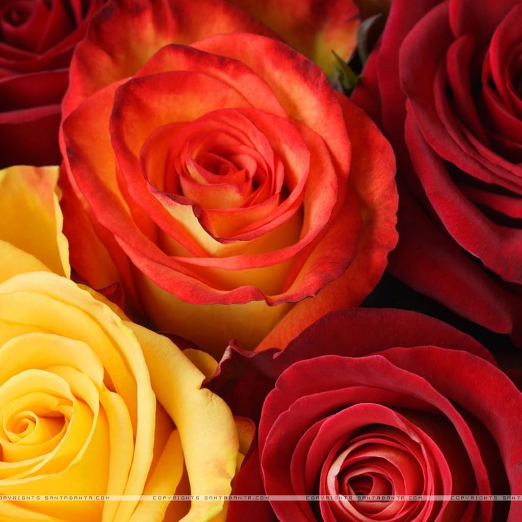 Different Images Of Rose Flowers Different Images Of Rose Flowers