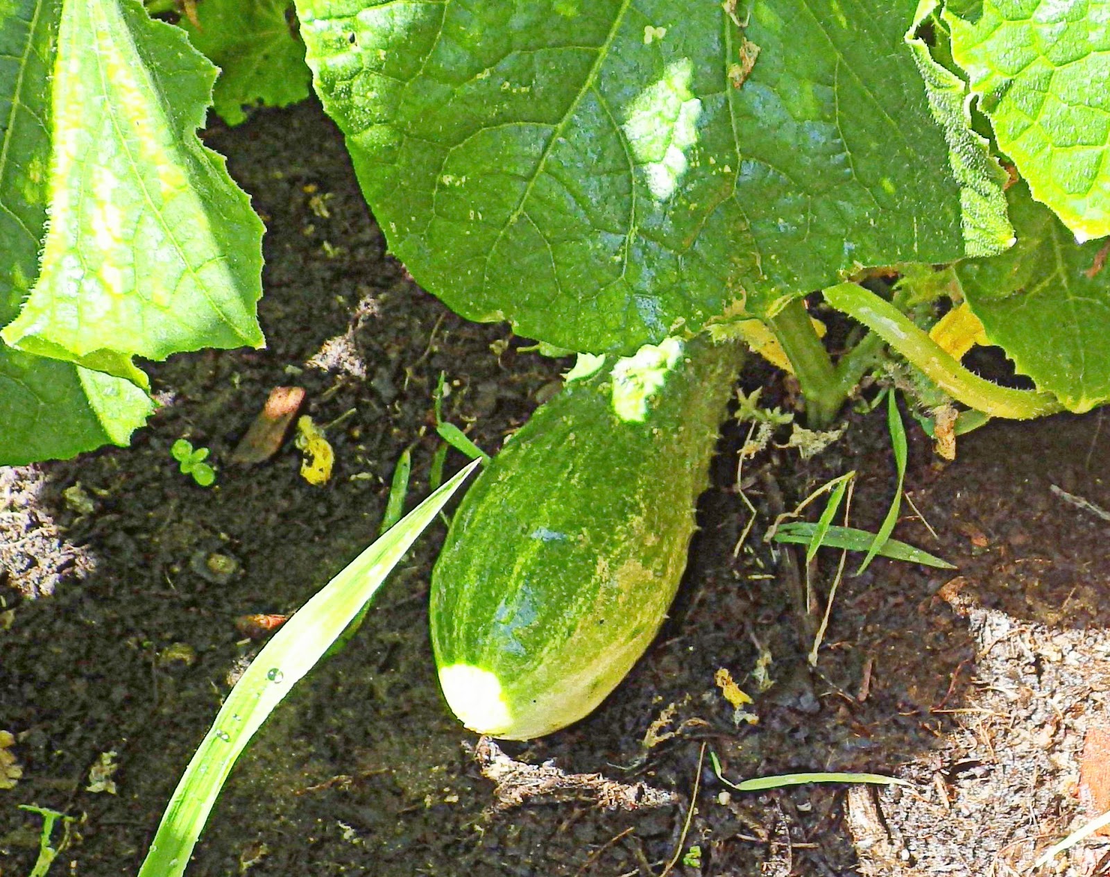 The Reverend Fowl ™ Bufflehead Sushi Minnesota Rolls Rough Plate