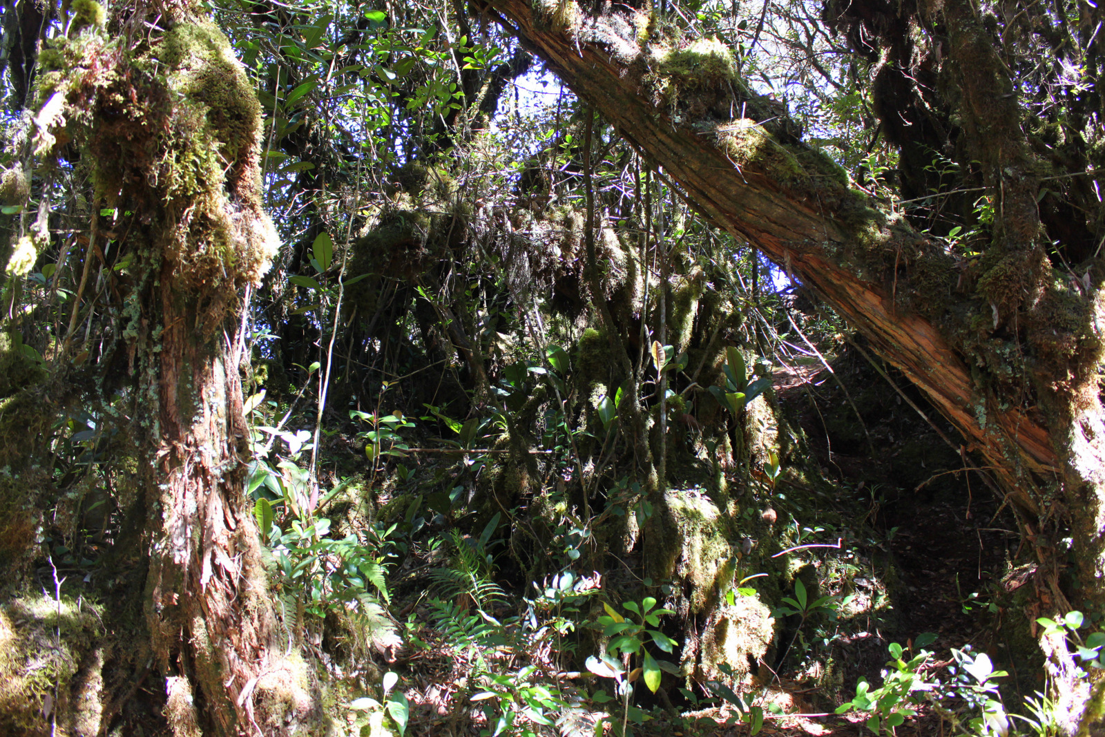 Cameron Highlands - Mossy Forest