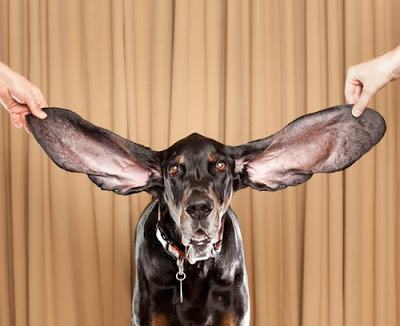 Guinness World Record 2012 | Anjing dengan telinga terpanjang di dunia