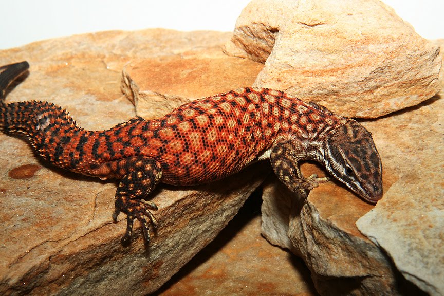 Reptiles Rawr! Red Ackie, Spinytailed monitor