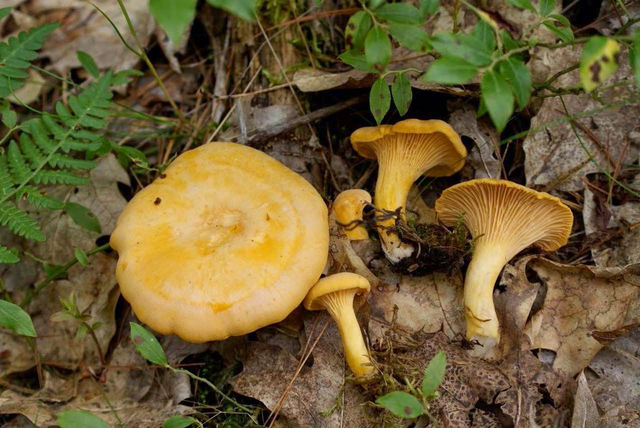 RCN America Maine Foraging for Edible and Medicinal Mushrooms The