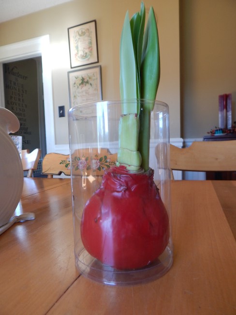 how to care for waxed amaryllis after it blooms