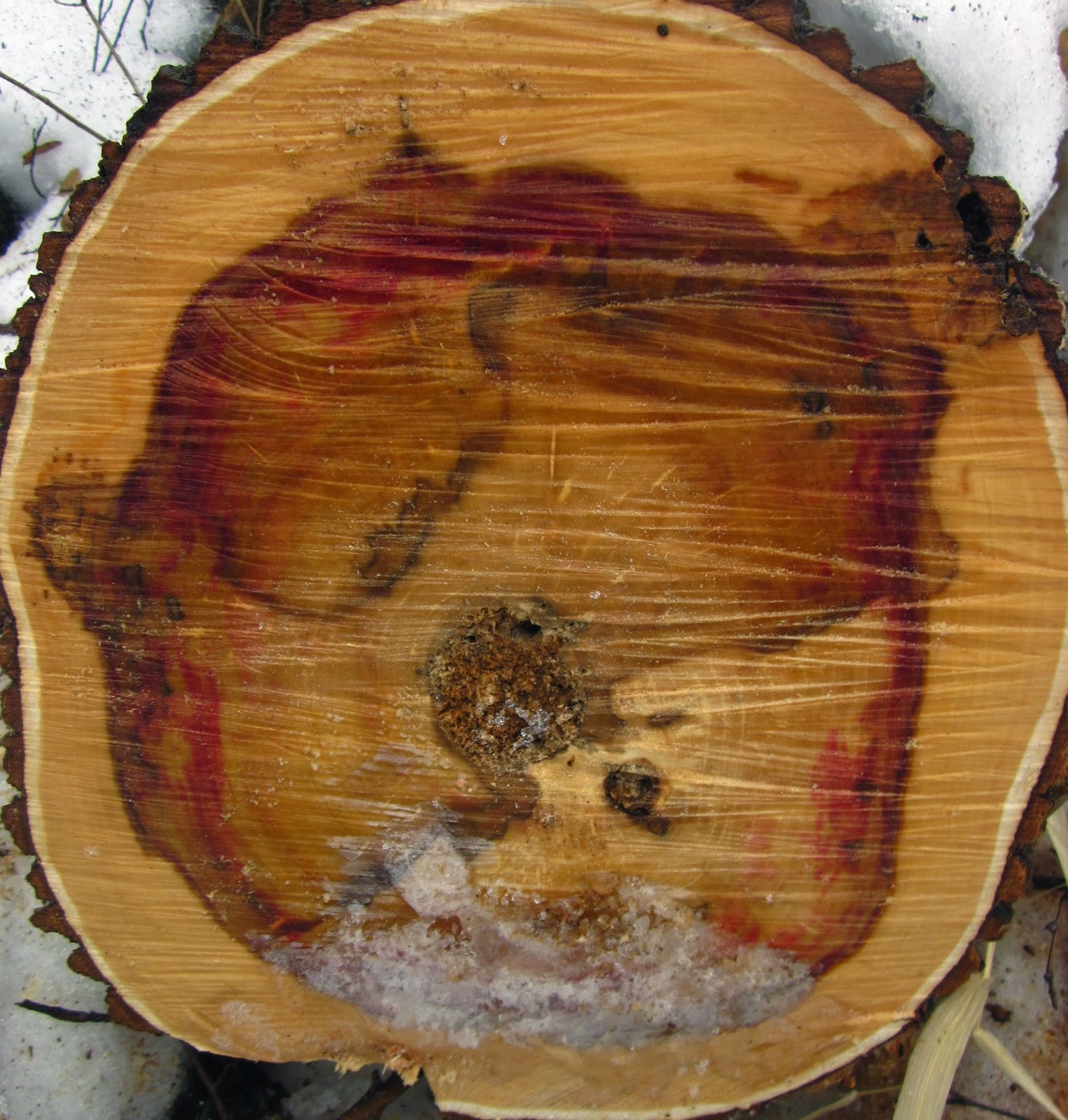 Distracted Naturalist Redstained Box Elder Wood