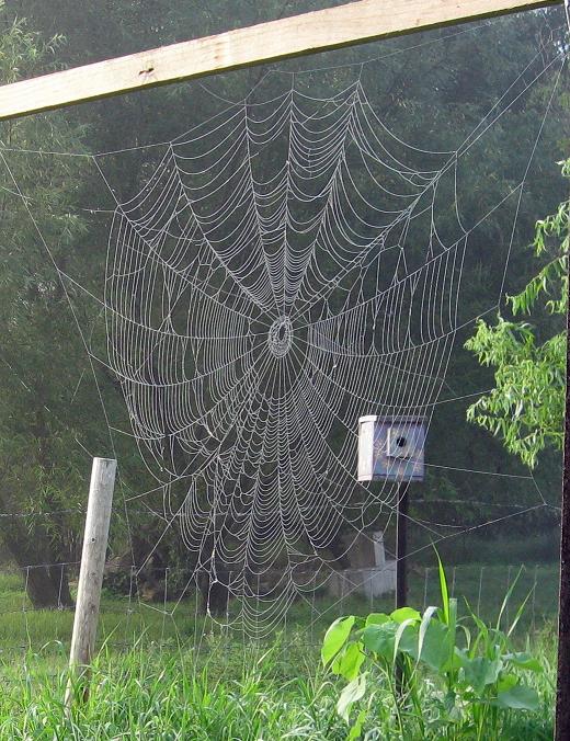 Willow Homestead Overzealous Spiders